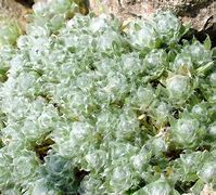 Image result for Arabis androsacea