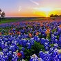 Image result for Seasons in Texas