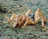 Image result for Jerusalem Cricket Insect