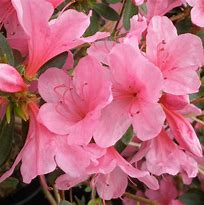 Rhododendron (AJ) Mad. van Hecke માટે ઇમેજ પરિણામ
