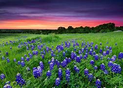 Image result for Country Wildflowers