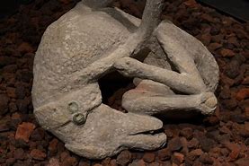 Image result for Pompeii Dog Statue