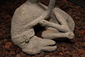 Image result for Pompeii Remains Dog