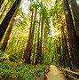 Image result for Redwood Forest Wallpaper
