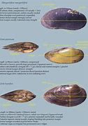 Image result for Types of Mussel Shells
