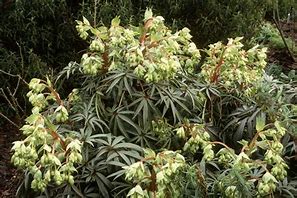 Image result for Helleborus foetidus Ruth