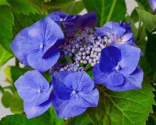 Image result for Hydrangea macrophylla Blaumeise