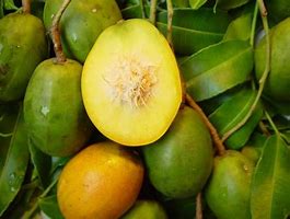 Image result for Golden Apple Barbados
