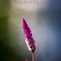 Image result for Flower Bokeh