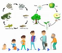 Image result for Life Cycle HD Pictures for School Science