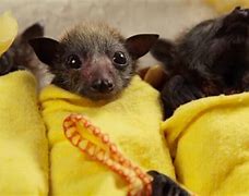 Image result for Vampire Bat Babies