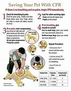 Image result for Dog CPR Steps