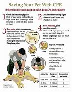 Image result for Animal CPR