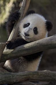 Image result for Panda Climbing