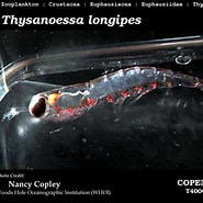 Image result for "thysanoessa Longipes". Size: 185 x 185. Source: www.st.nmfs.noaa.gov