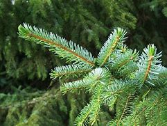 Image result for Picea omorika Fuchs