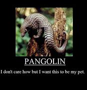 Image result for Pangolin Meme