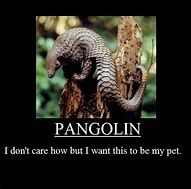 Image result for Pangolin Meme