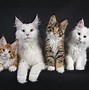 Image result for Orange and White Maine Coon Cat