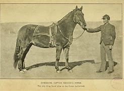 Image result for Comanche Horse