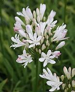 Image result for Agapanthus Ice Lolly