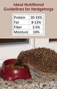 Image result for Hedgehog Food Chain