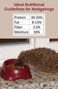 Image result for Hedgehog Food NR YO51 9LP