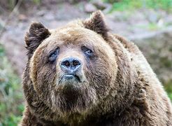 Image result for Bear Face Meme