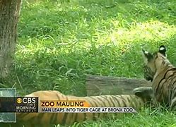 Image result for Family Dog Gets Mauled by Tiger