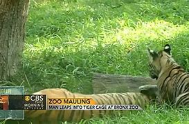 Image result for Man Mauled by Tiger