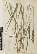 Image result for calamagrostis_villosa