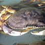 Image result for Dungeness Crab in Ocean