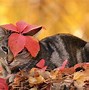 Image result for Thanksgiving Quotes Funny Cat