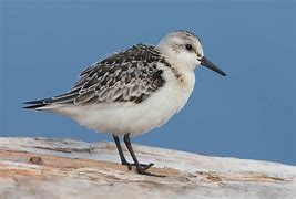 Image result for Calidris alba