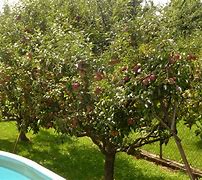 Image result for Apple Tree in Garden