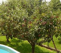 Image result for Show Me a Pruned Apple Tree