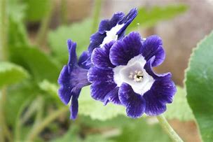 Bildergebnis für Primula auricula Blue Nile
