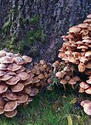 Image result for Largest UK Mushroom