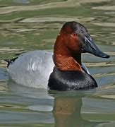 Image result for Anatidae