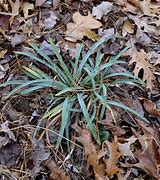 Image result for Carex Glaucodea