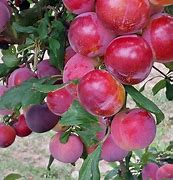 Image result for Cotton Candy Pluot