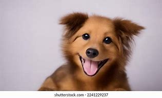 Image result for Happy Puppy Eyes