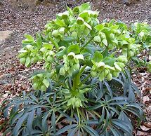 Image result for Helleborus foetidus Fragrant