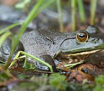 Image result for Dark Green Frog