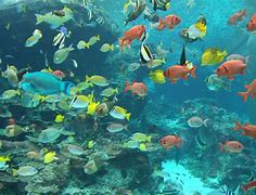 Image result for Japanese Aquarium
