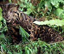 Image result for Canadian Leopard 1