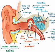 Image result for How the Human Ear Works