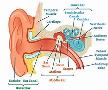 Image result for Anatomy of Jaw and Ear