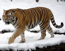 Image result for Siberian Tiger Fur