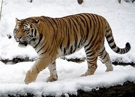 Image result for Adult Male Siberian Tiger